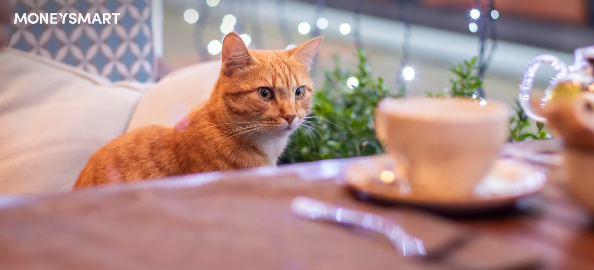 貓貓Cafe 大合集 URBAN Cafe 50隻貓貓陪你用餐 Cat Jungle 貓島 提供領養服務